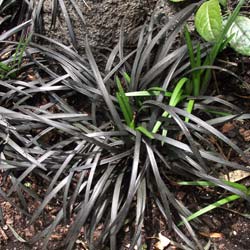 Ophiopogon noir / Ophiopogon planiscapus Nigrescens